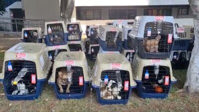 Al interior del camión, había perros de razas como husky y bulldog provenientes de Colombia