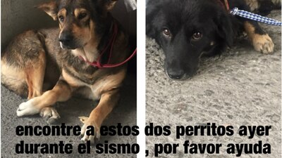 Dos de los perros que se perdieron durante el sismo