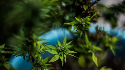 Derivados de la marihuana tienen efectos que ayudan a la salud