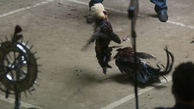 Hidalgo busca sumarse a otros estados que han declarado estas peleas como patrimonio cultural inmaterial