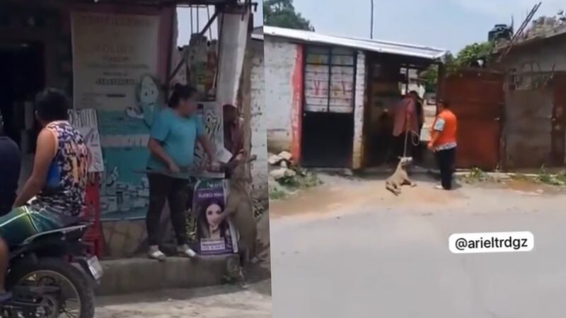 Dueños de una tortillería matan y amarran a perrito; pretextan que era “tipo pitbull”