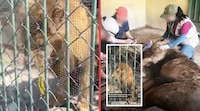 VIDEO: Captan a león africano vomitando líquido amarillo en Zoológico de Nezahualcóyotl