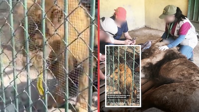 león africano del zoológico de nezahualcóyotl es captado vomitando líquido amarillo