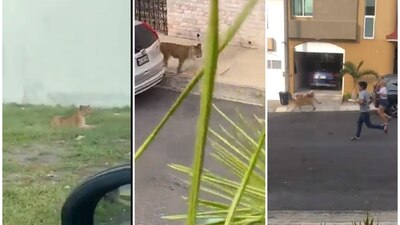 El cachorro de león corría y deambulaba por las calles sin que nadie lo vigilara.