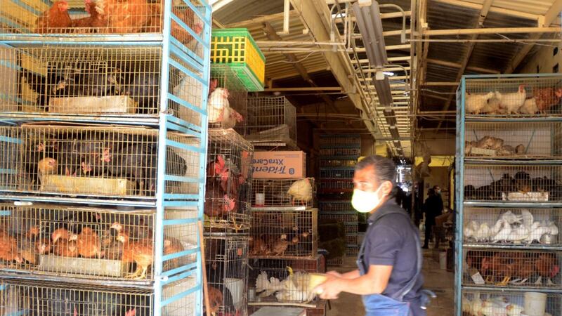 ¿Mercado de Sonora dejará de vender animales vivos? Esto se sabe