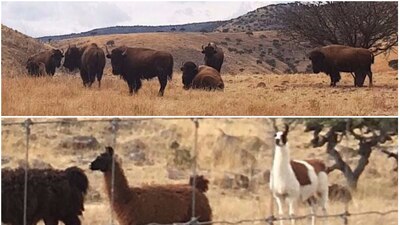 En los ranchos de César Duarte no solo había vacas y toros