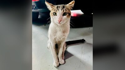 Sus compañeros lo recuerdan como un gato juguetón