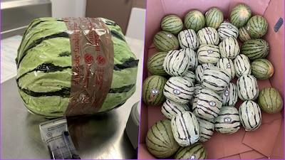 Intentan cruzar de Tijuana a San Diego 5 MDD en metanfetamina disfrazada en sandías