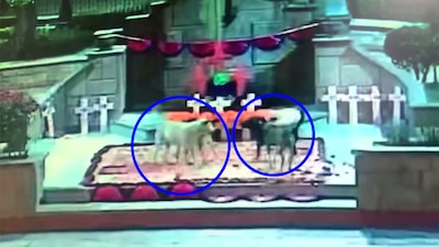 Las cámaras de seguridad captaron el momento en que un grupo de perritos destruyó el altar