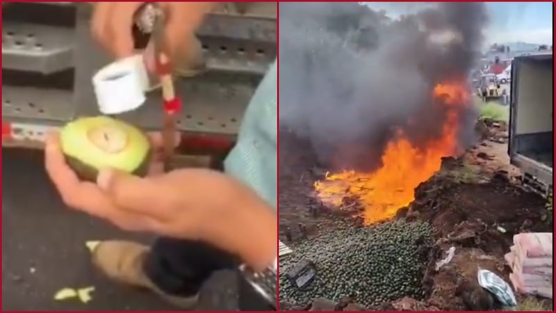 Productores de Michoacán queman 52 toneladas de aguacate contaminadas con gusano barrenador