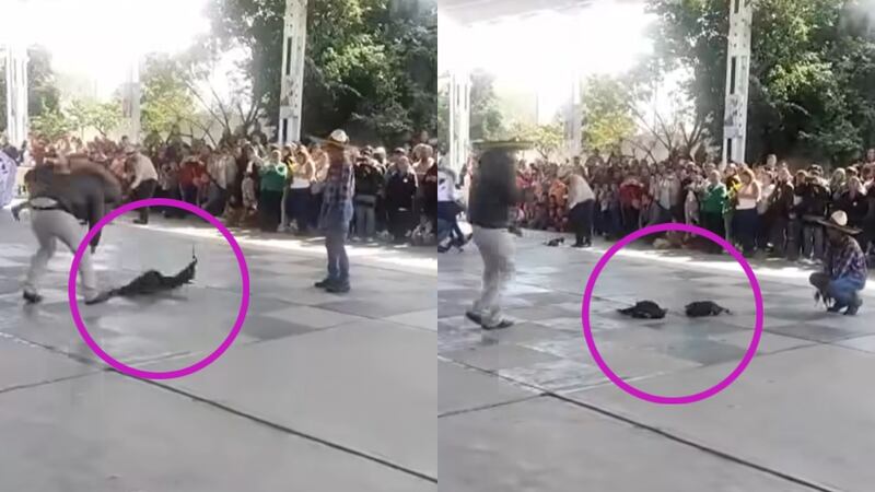 Indigna pelea de gallos en una escuela primaria de Hidalgo