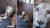 Muere león blanco del zoológico de Culiacán; habían denunciado que era maltratado