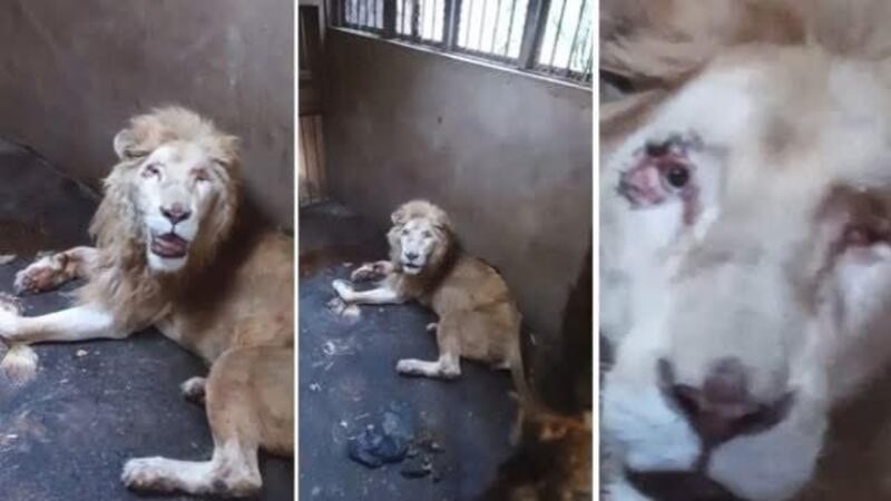 Muere león blanco del zoológico de Culiacán; habían denunciado que era maltratado