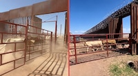 México reabre la exportación de ganado a EU, tras 410 días suspendida por el gusano barrenador