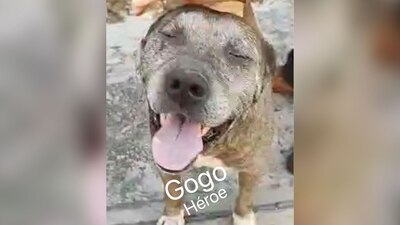 Por su ayuda el pequeño pudo zafarse de las fauces del perro agresor