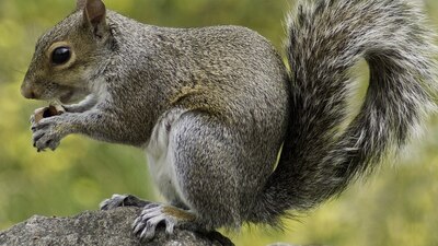 El Departamento de Salud Pública del condado de Jefferson dio recomendaciones para humanos y sus mascotas