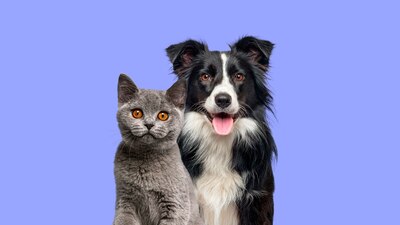 Las mascotas deben ser incorporadas al registro