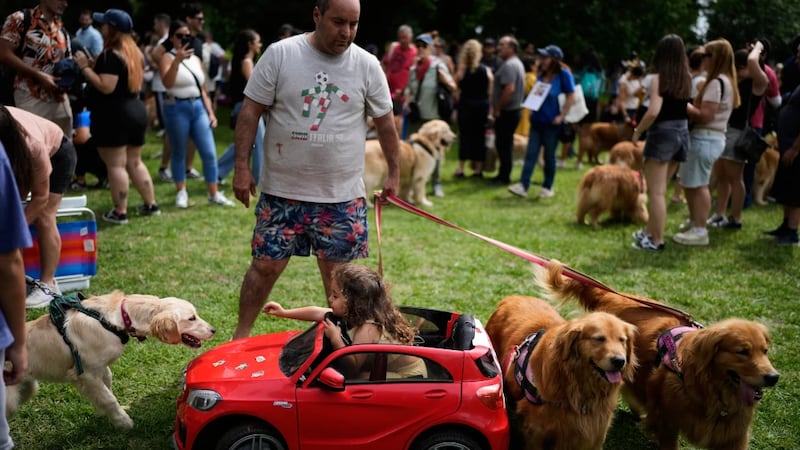 Más de 2 mil golden retriever ‘inundan’ Buenos Aires de pelitos y amor