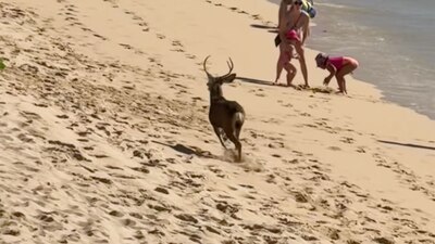 De acuerdo con los usuarios de redes sociales, se trata de un venado bura