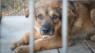 Se estableció que al que dolosamente cause la muerte de un animal, se le impondrán hasta 180 jornadas de trabajo