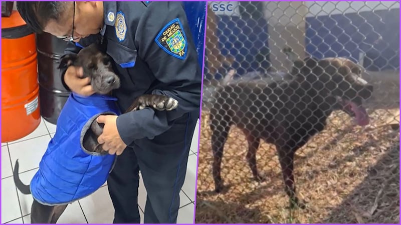 ‘Patotas’, la perrita que perdió una pata tras ser atropellada y encontró un hogar con policías de la CDMX