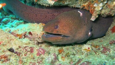 Este tipo de peces solo muerden cuando se sienten amenazadas