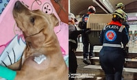 Personal del Metro opera a perrita que tenía un trozo de vidrio en una patita