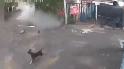 Las cámaras de videovigilancia captaron el momento en que casi es aplastado un perro
