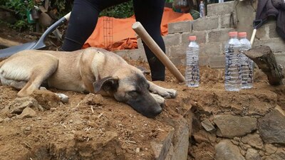Esta mascota perdió a su dueño tras el temblor del 19 de septiembre en Puebla