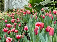San Valentín: Edomex inicia venta de tulipanes con precios que enamoran