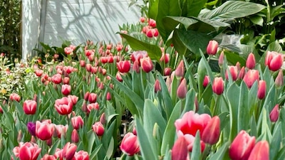 Los tulipanes rojos son los más pedidos en esta fecha
