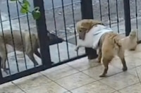 VIDEO: Perrito callejero roba el suéter a un ‘lomito’ de casa... y se vuelve viral