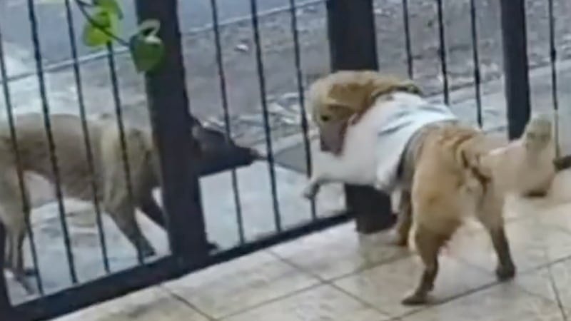 VIDEO: Perrito callejero roba el suéter a un ‘lomito’ de casa... y se vuelve viral