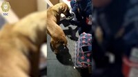 VIDEO: Policías ayudan a perrita a dar a luz en el CETRAM Indios Verdes