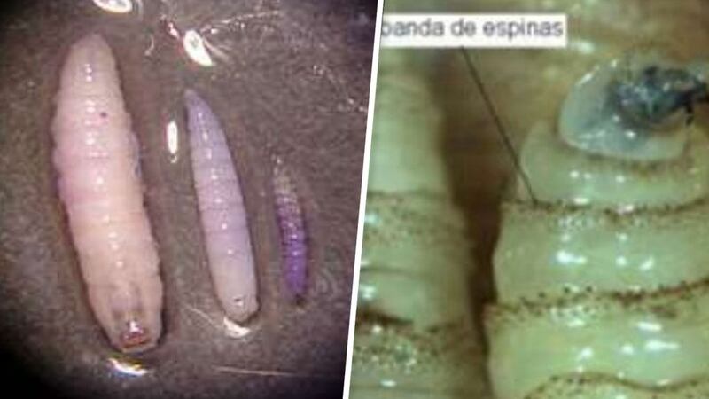 Gusano barrenador llega a México, fue detectado en Catazajá, Chiapas