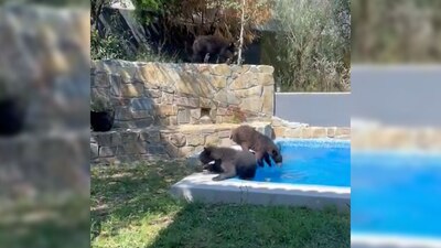 Los animales permanecieron en el lugar varios minutos