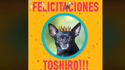 El perrito originario de Chihuahua ganó un concurso estadounidense
