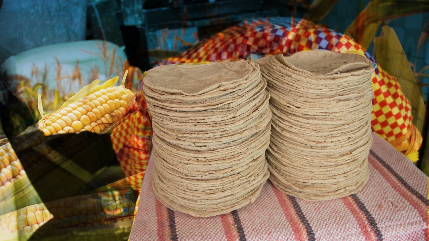 EU exige que México retrase prohibición de maíz transgénico en tortillas – Nacion321