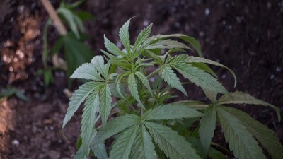 Con la resolución de la SCJN, ya no se necesitará un ampara para para autocultivar cannabis