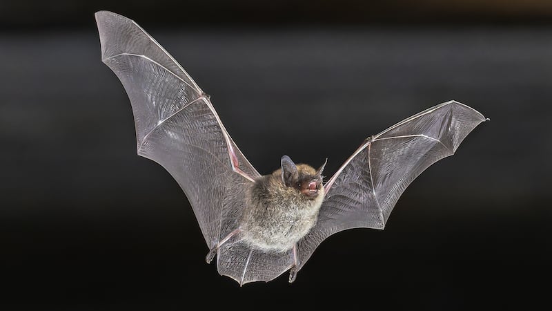 ¿Qué sabemos del caso del niño de 11 años que murió tras estar en contacto de un murciélago?