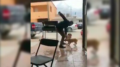 El momento en el que un hombre apuñala a un perro que se le acercó