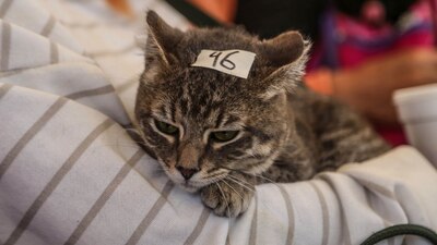 Rescataron a un fato y a un perro en muy mal estado (foto ilustratiiva)