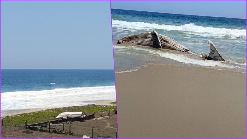 Hallan ballena muerta en Barra de Coyuca de Benítez, Guerrero