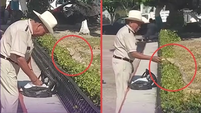 hombre alimenta a iguana con tortillas en tonalá