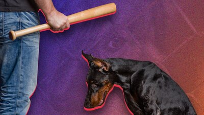 México es el tercer país en América Latina que más maltrata animales