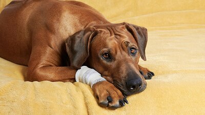 De acuerdo con las primeras investigaciones, adolescentes prendieron pirotecnia