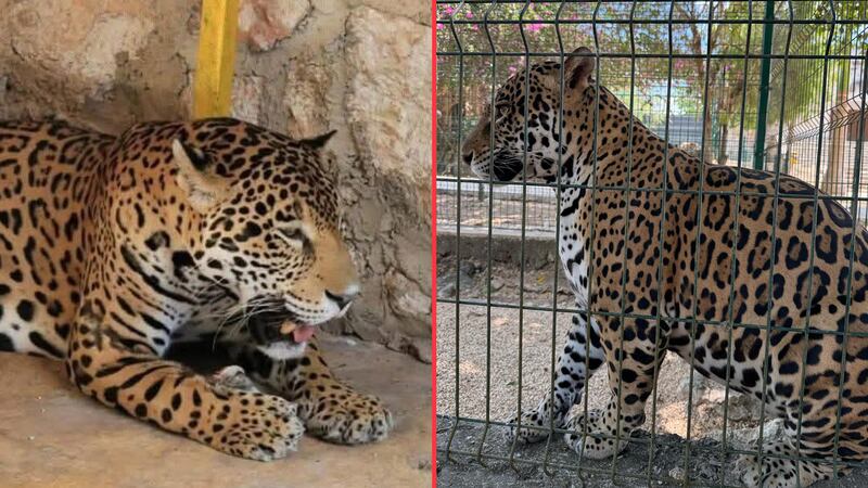 Clausuran zoológico de Yucatán tras muerte de jaguar