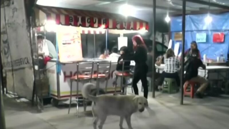 ‘Oso’, el perrito que ‘paga’ por sus gorditas en un puesto de quesadillas de Tecámac, Edomex