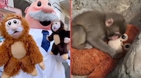 El Dr. Simi lanza una ‘edición limitada’ de su peluche, inspirada en ‘Punch’