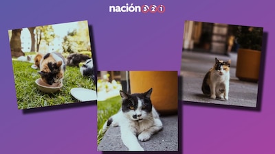 Según la última cifra oficial, al día de hoy viven en Palacio al menos 19 'michis'